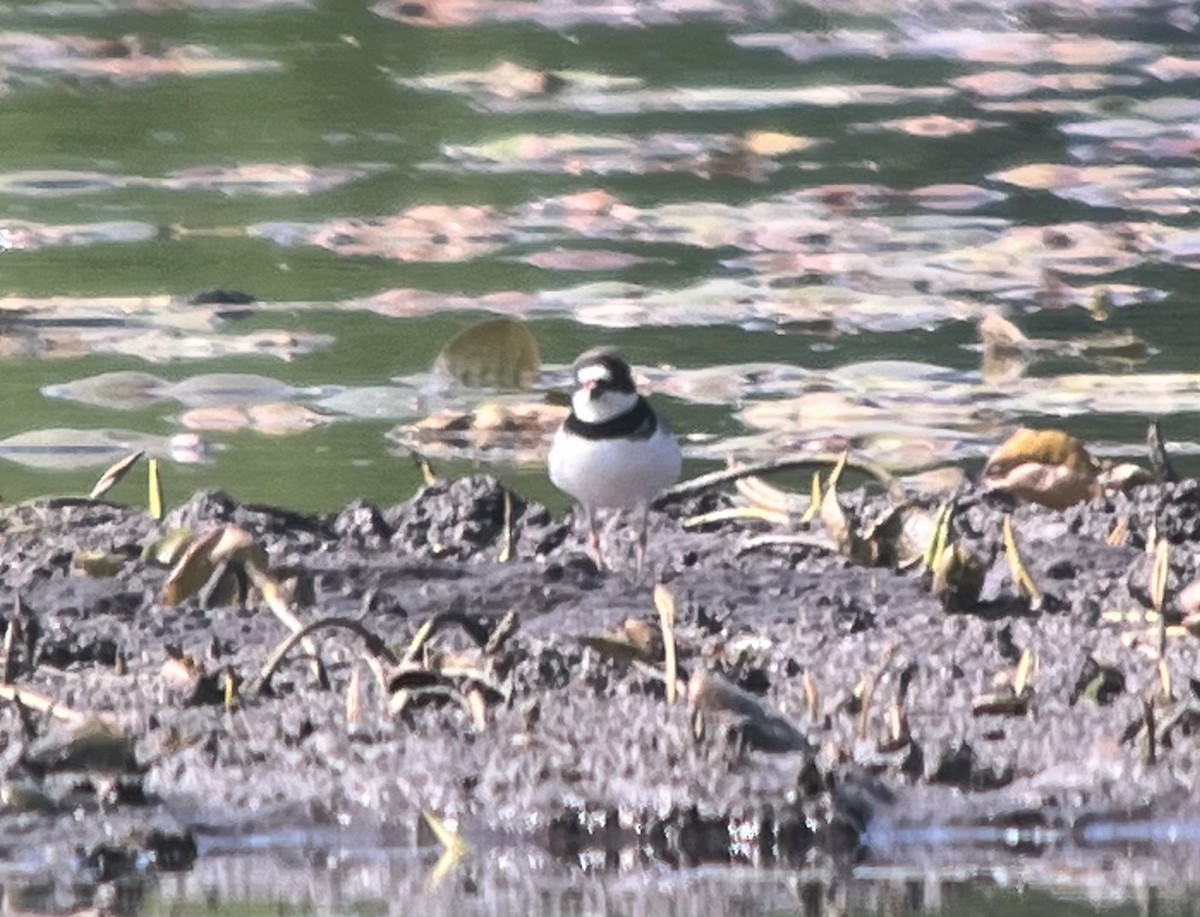 Semipalmated Plover - ML619339410