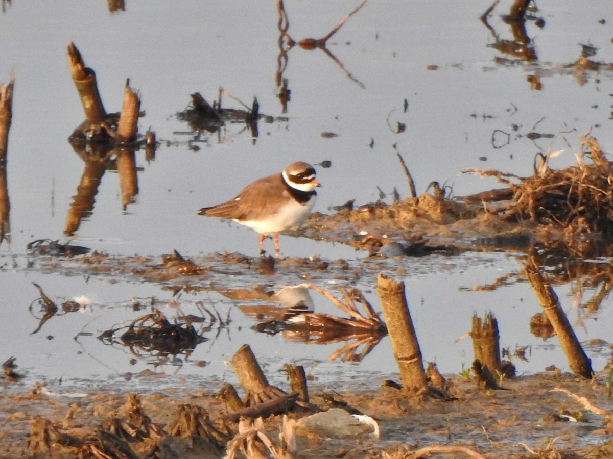 Common Ringed Plover - ML619339412