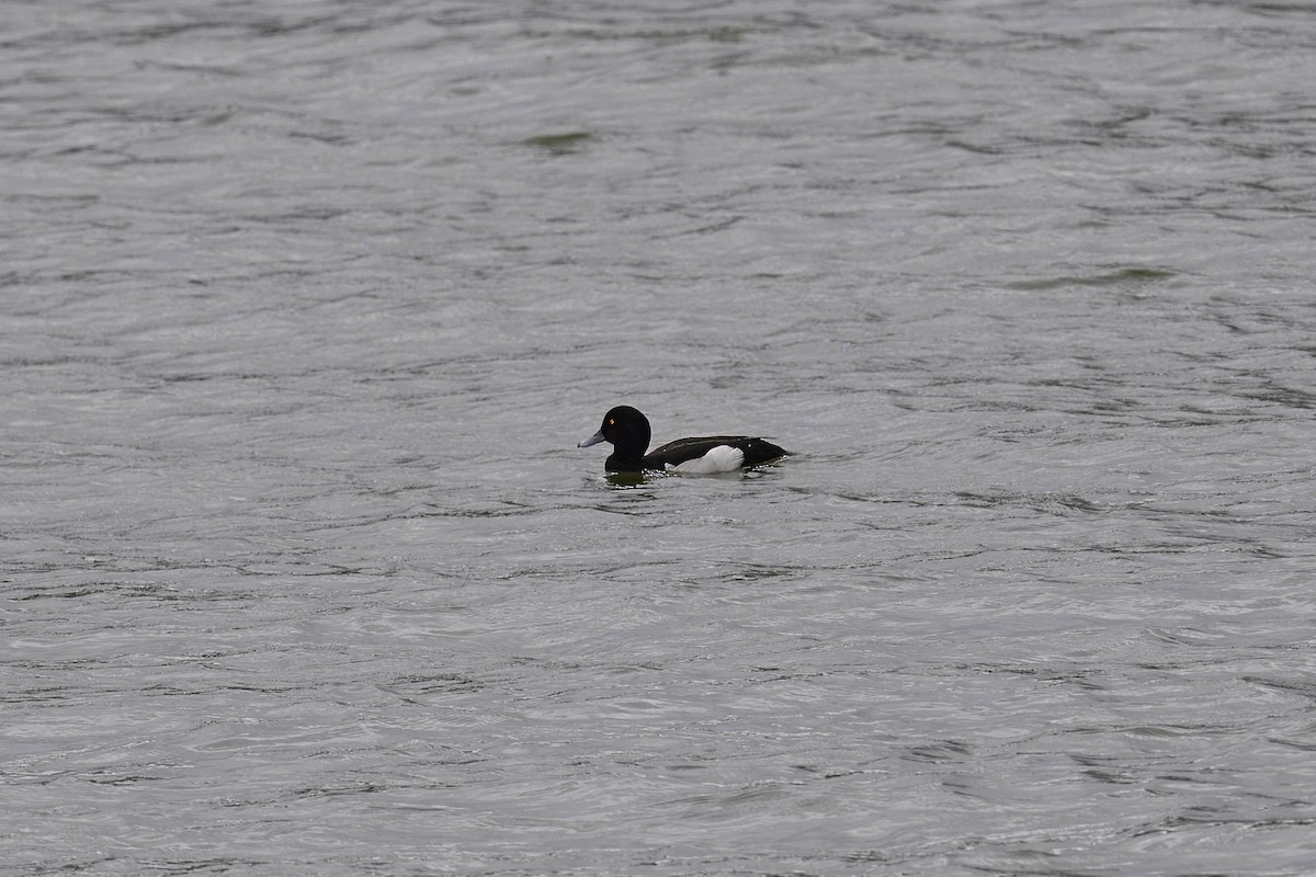 Tufted Duck - ML619339419