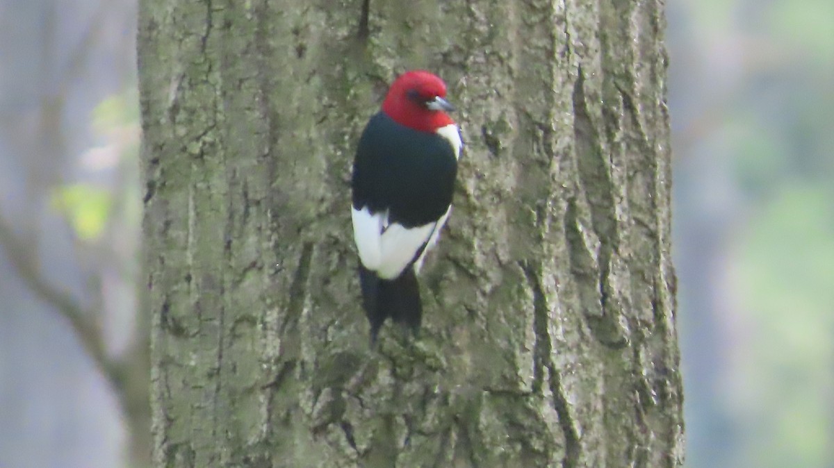 Red-headed Woodpecker - ML619339420