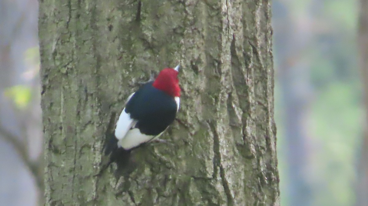 Red-headed Woodpecker - ML619339421