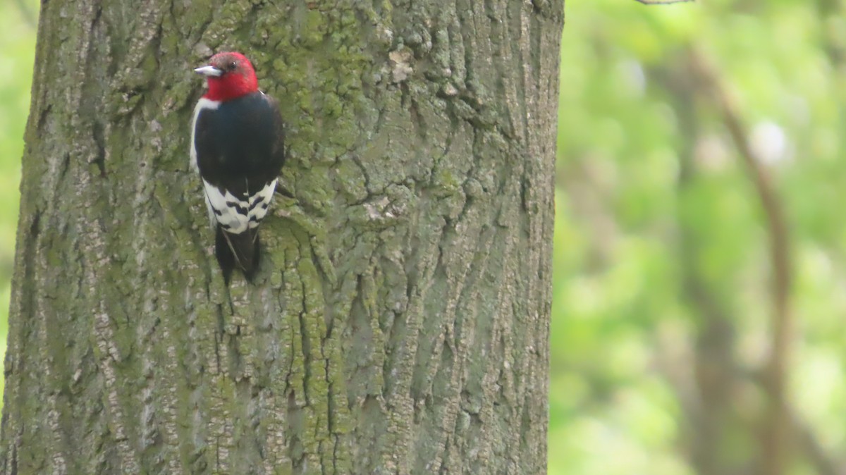 Red-headed Woodpecker - ML619339422