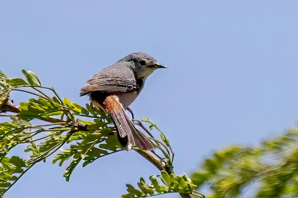 Lucy's Warbler - ML619339446