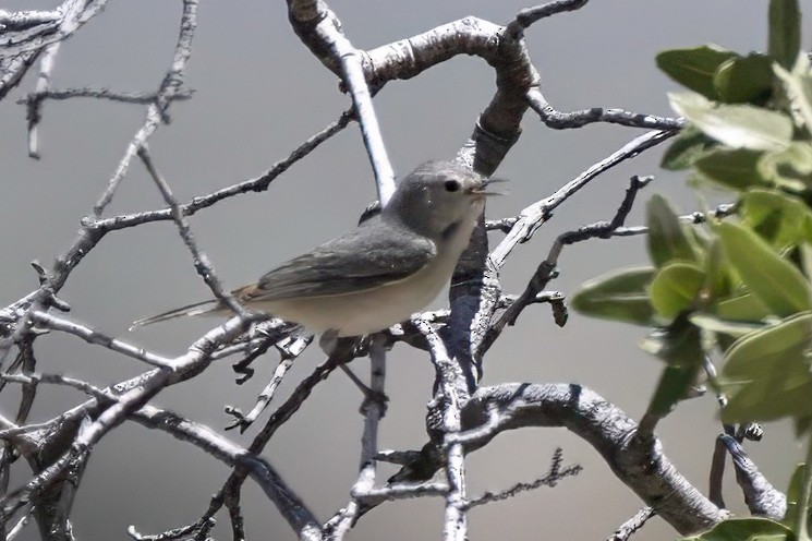 Lucy's Warbler - ML619339447