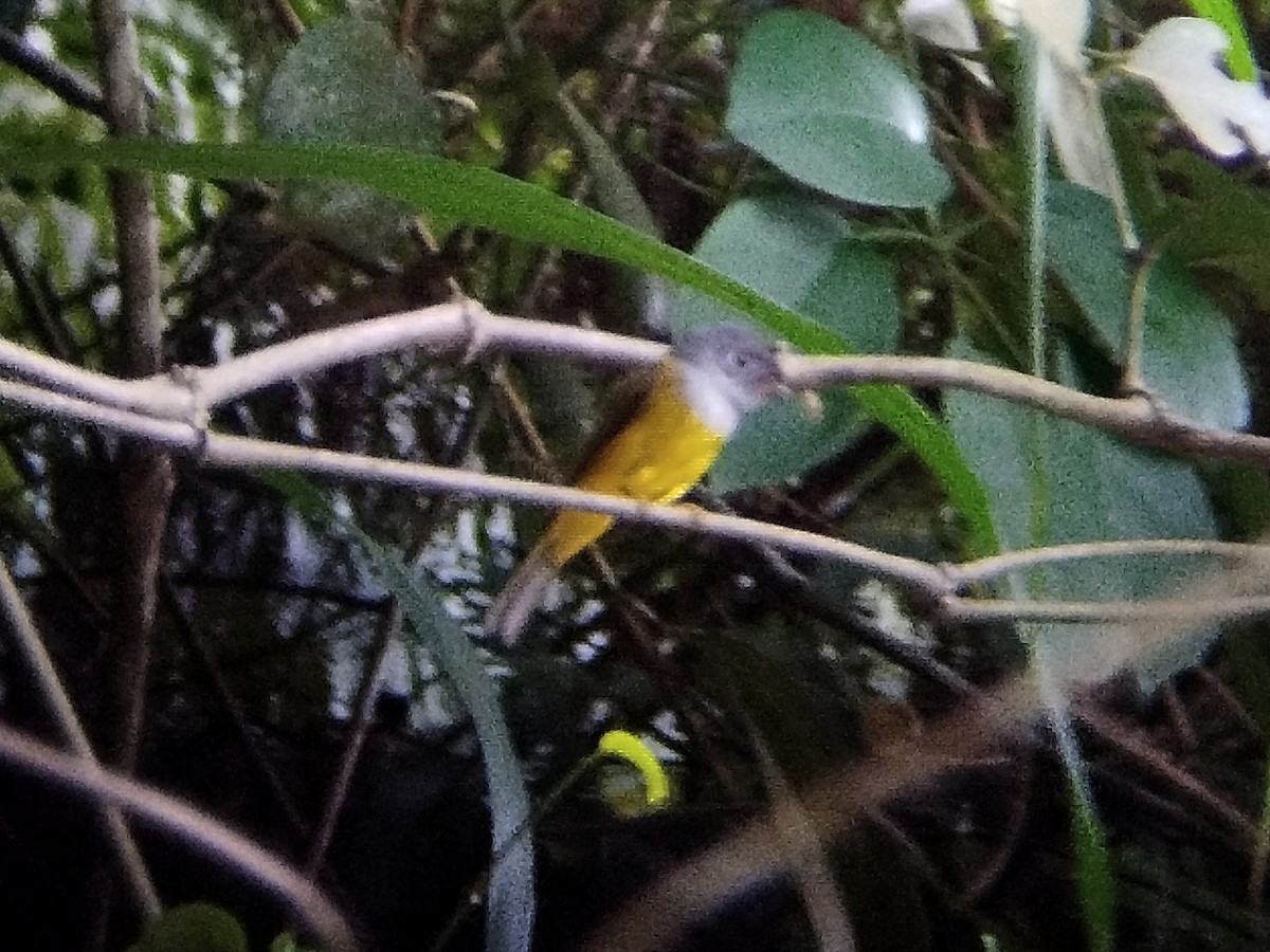 Gray-headed Canary-Flycatcher - ML619339485