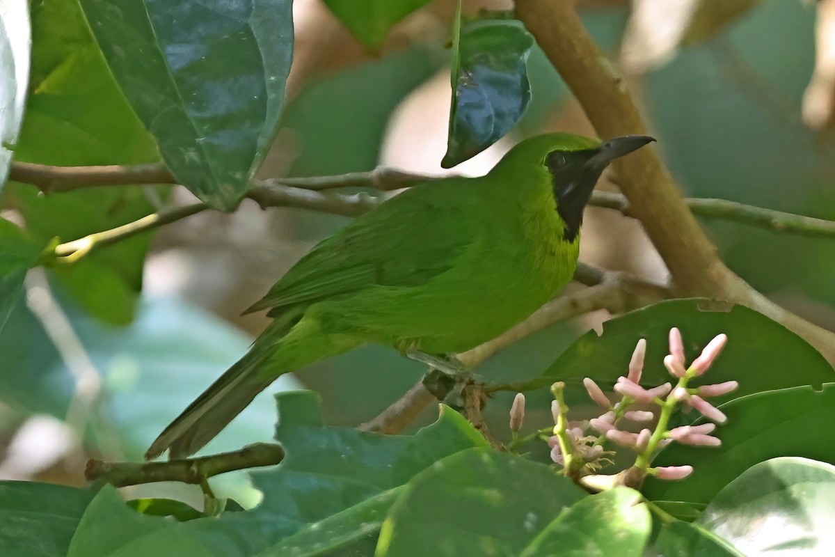 Lesser Green Leafbird - ML619339510