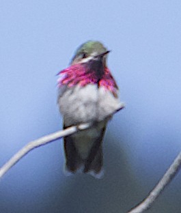 Calliope Hummingbird - ML619339521