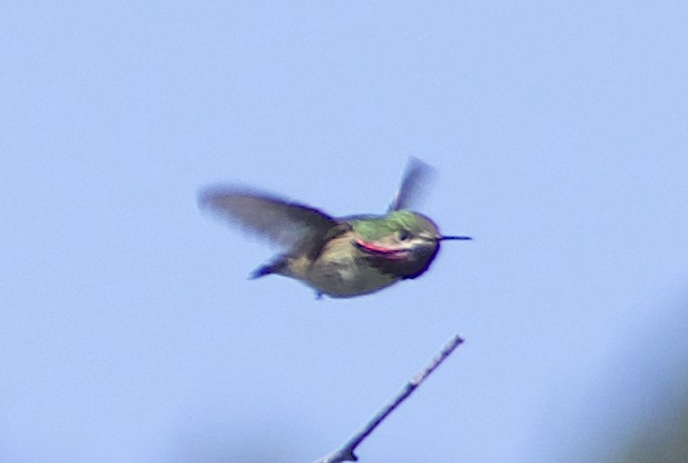 Calliope Hummingbird - ML619339525