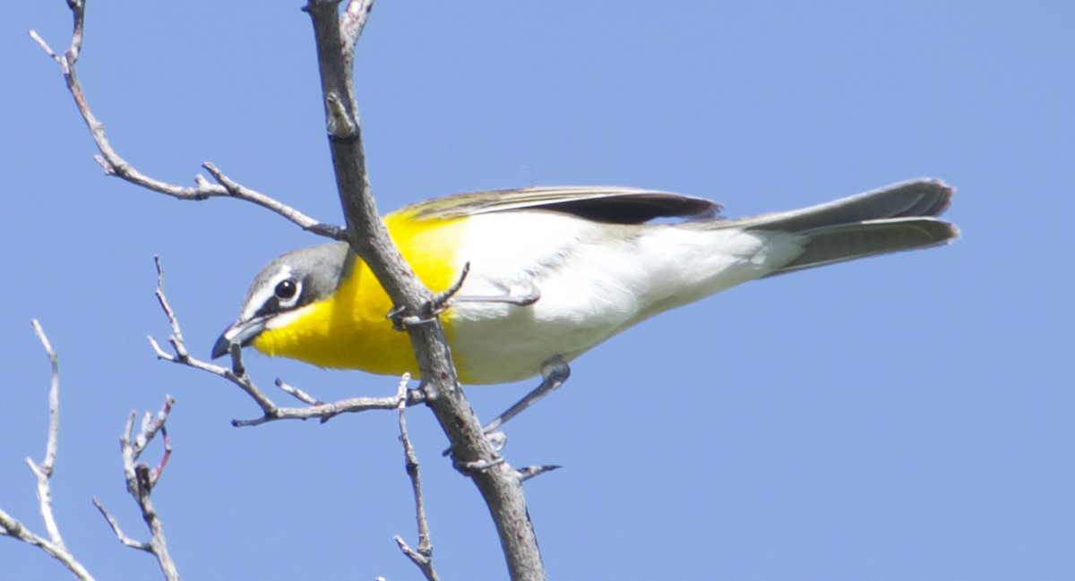 Yellow-breasted Chat - ML619339529