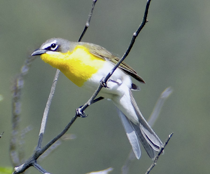 Yellow-breasted Chat - ML619339534