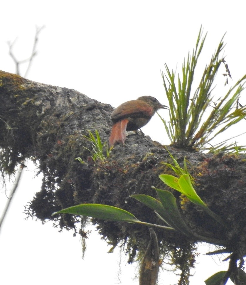 Ash-browed Spinetail - ML619339537