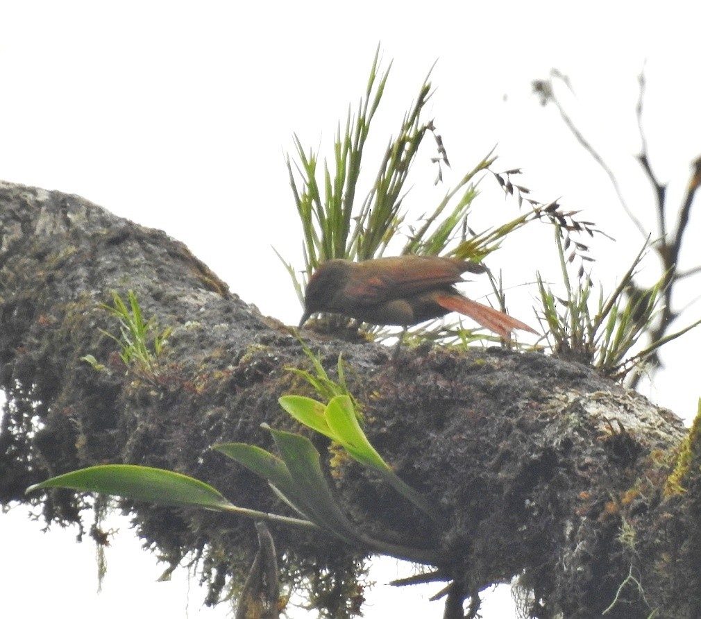 Ash-browed Spinetail - ML619339538