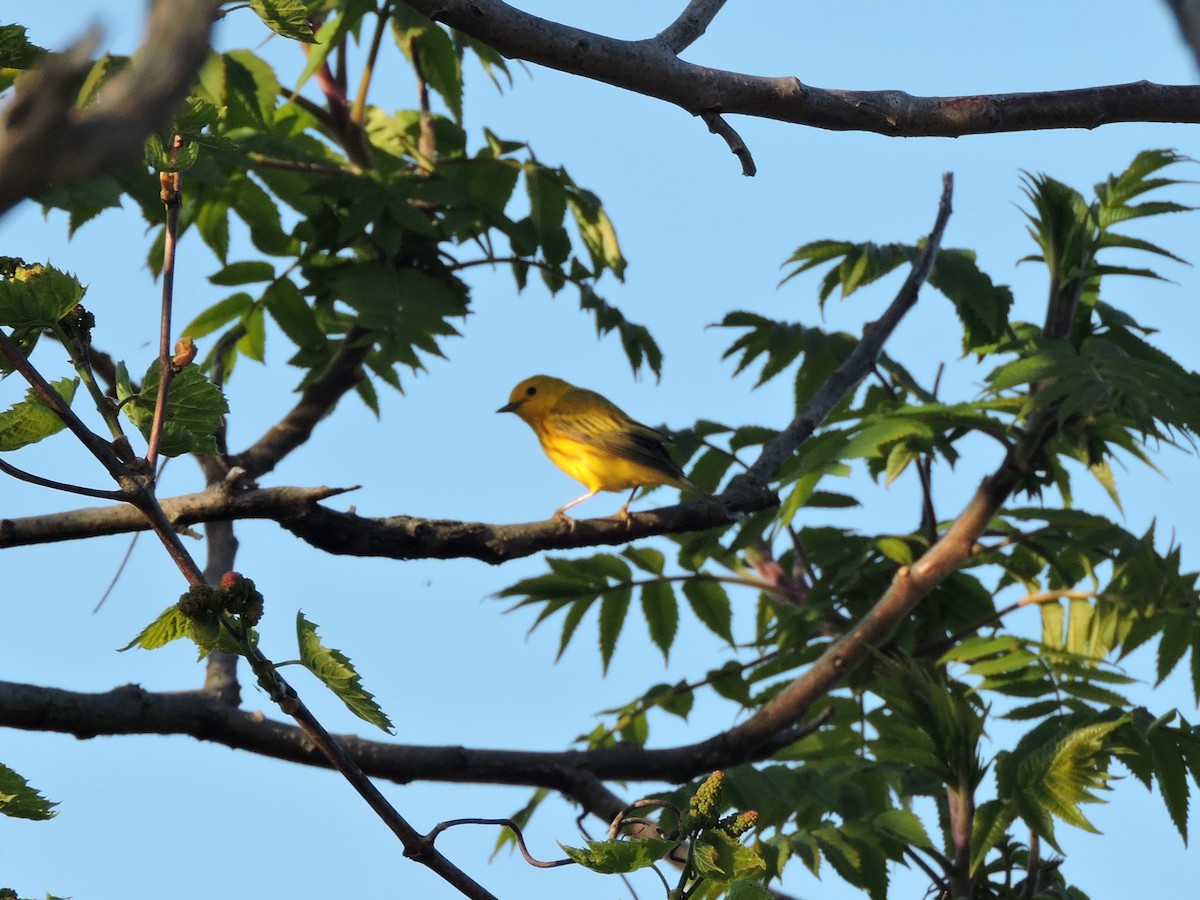 Yellow Warbler - ML619339545