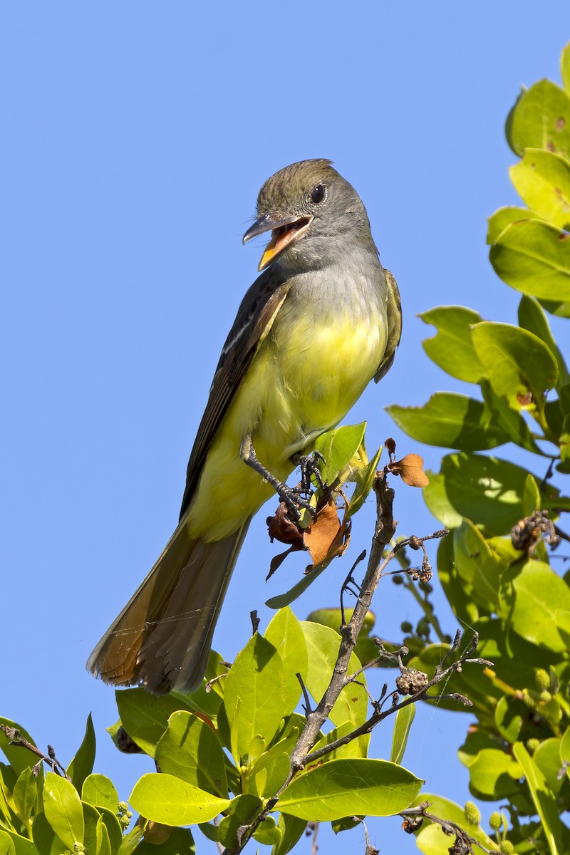 Great Crested Flycatcher - ML619339596