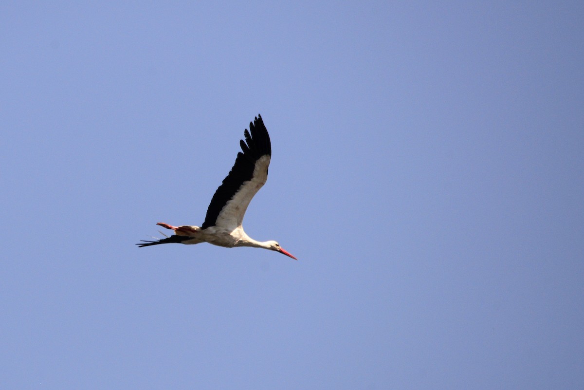 White Stork - ML619339626
