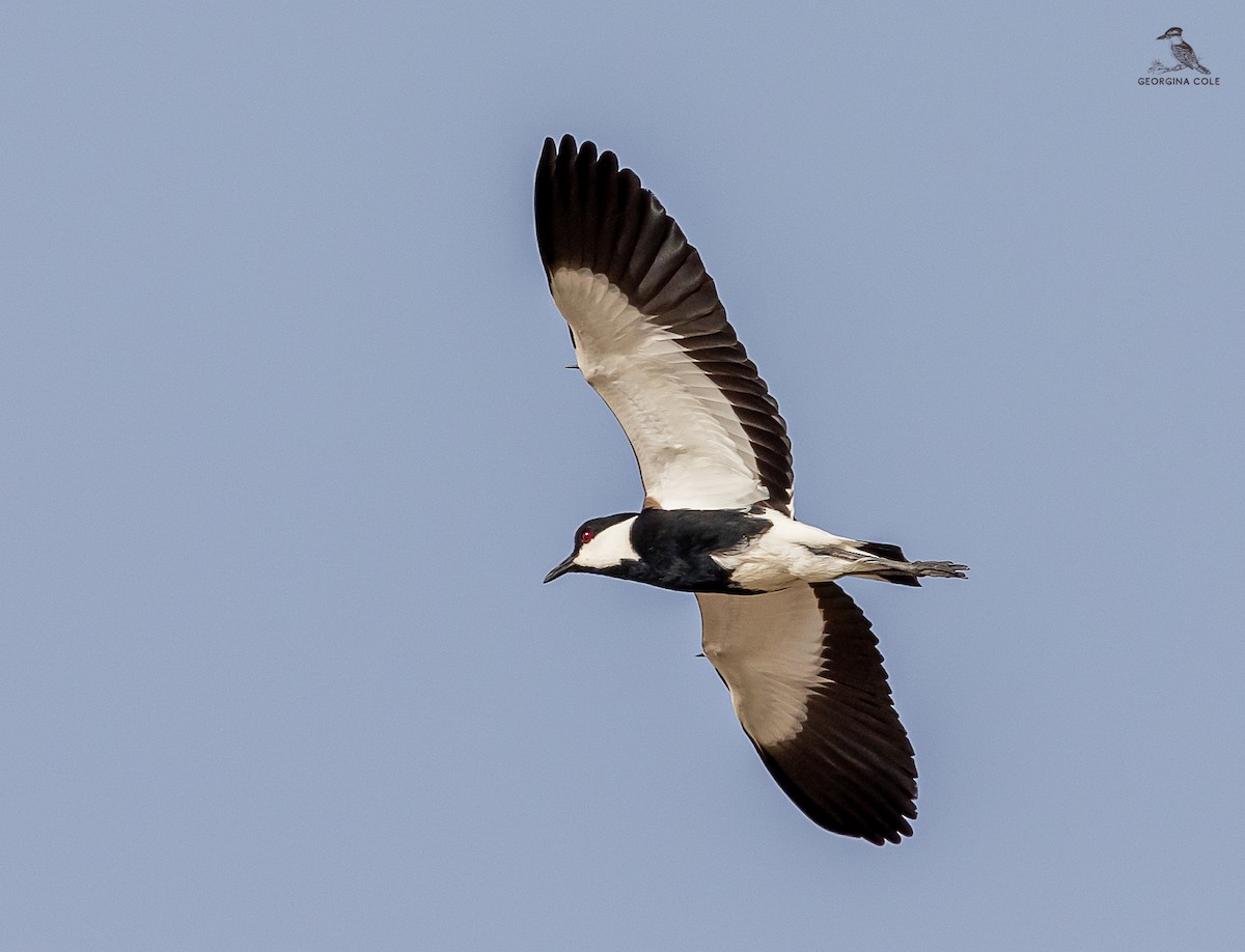 Spur-winged Lapwing - ML619339637