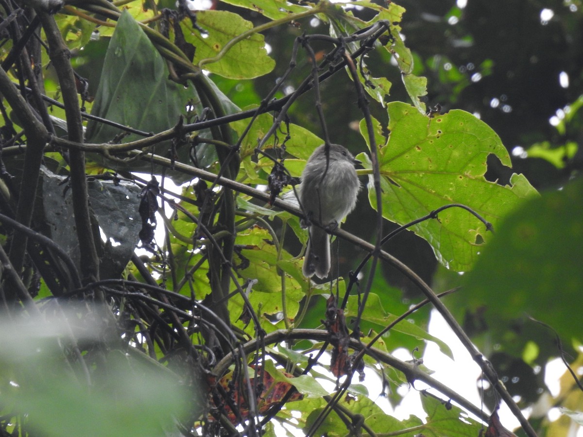 Olive-chested Flycatcher - ML619339638