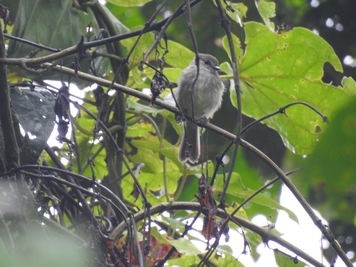 Olive-chested Flycatcher - ML619339639