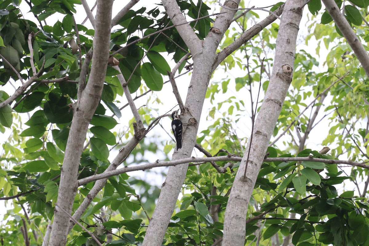 Gray-capped Pygmy Woodpecker - ML619339677