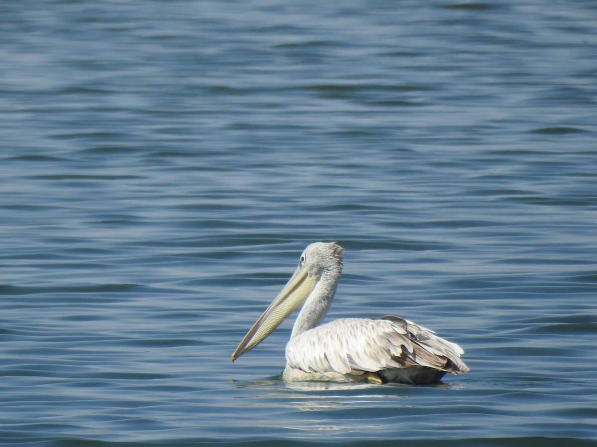 Pink-backed Pelican - ML619339688