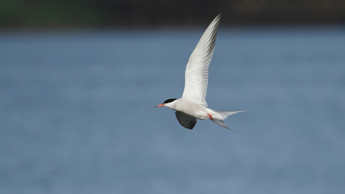 Common Tern - ML619339719