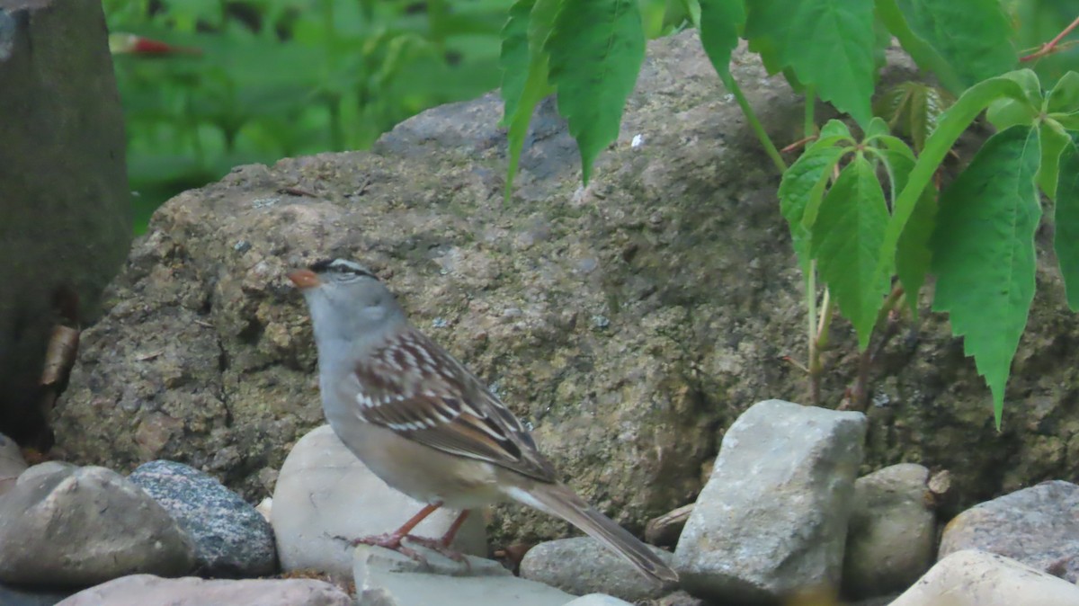 White-crowned Sparrow - ML619339759
