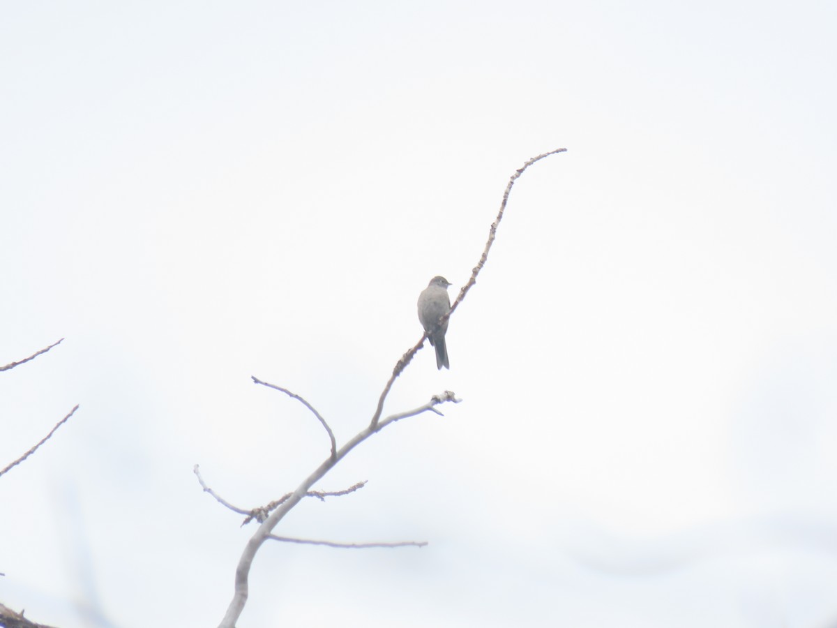 Townsend's Solitaire - ML619339778