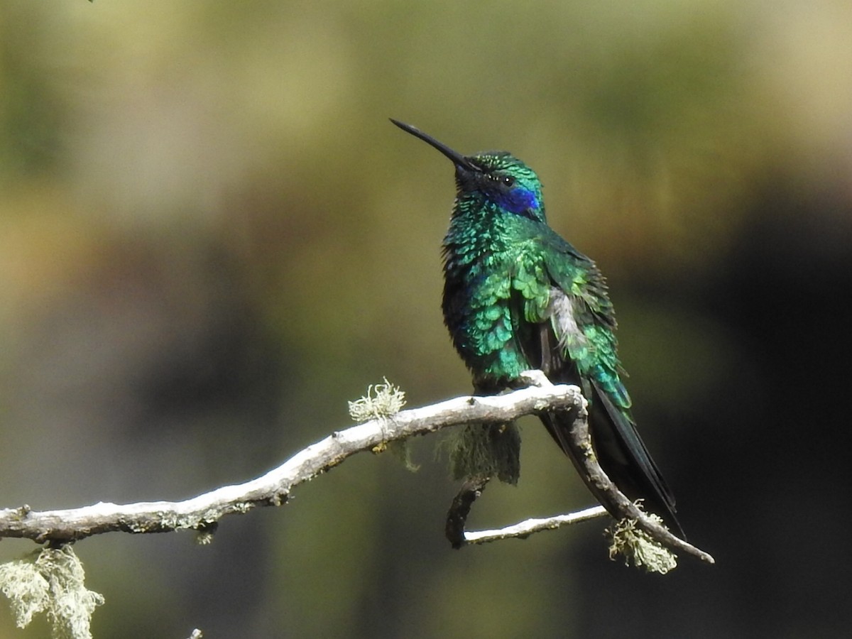 kolibřík modrolící - ML619339793