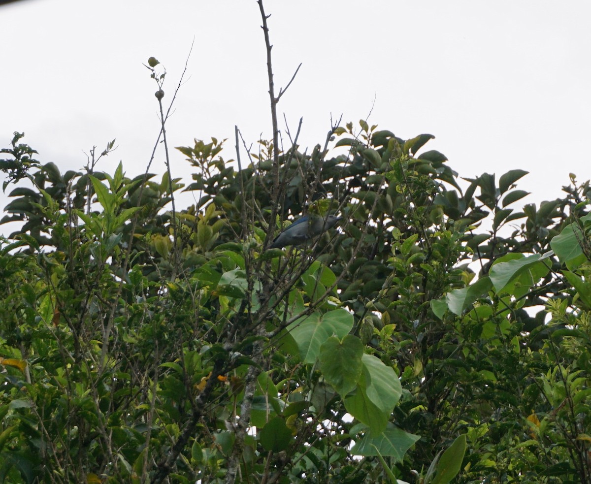 Blue-gray Tanager - ML619339795