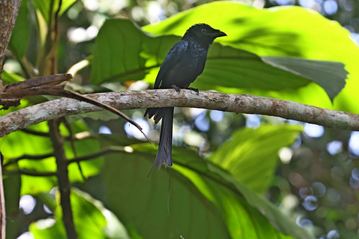 Greater Racket-tailed Drongo - ML619339803