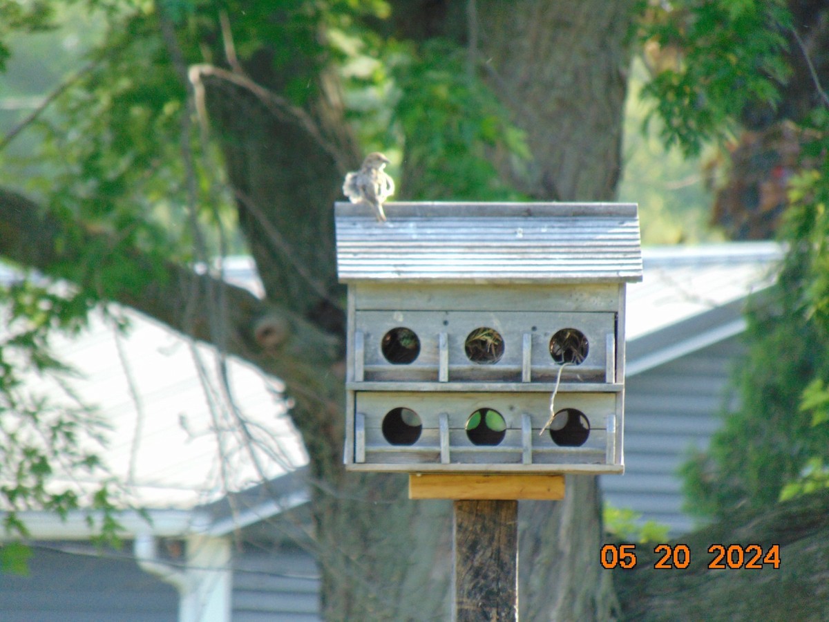 House Sparrow - ML619339831