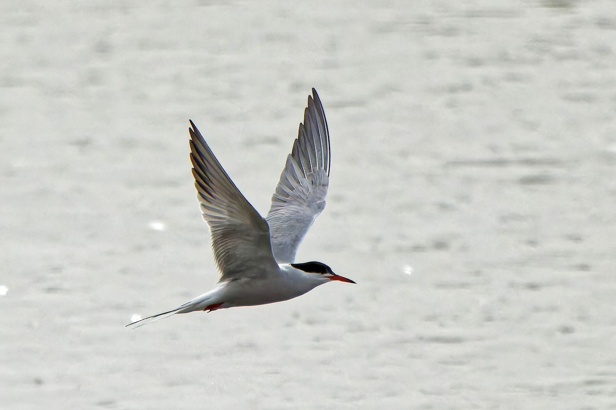Common Tern - ML619339837