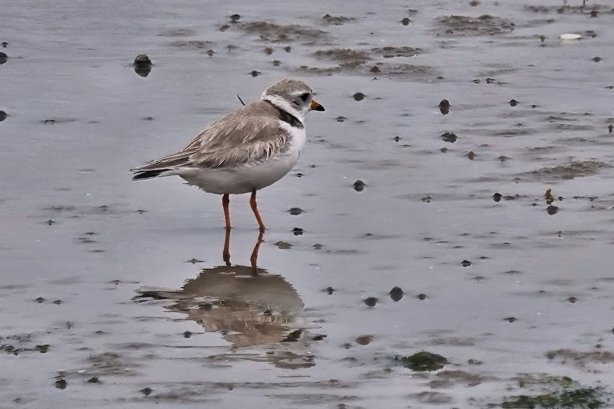 Piping Plover - ML619339879