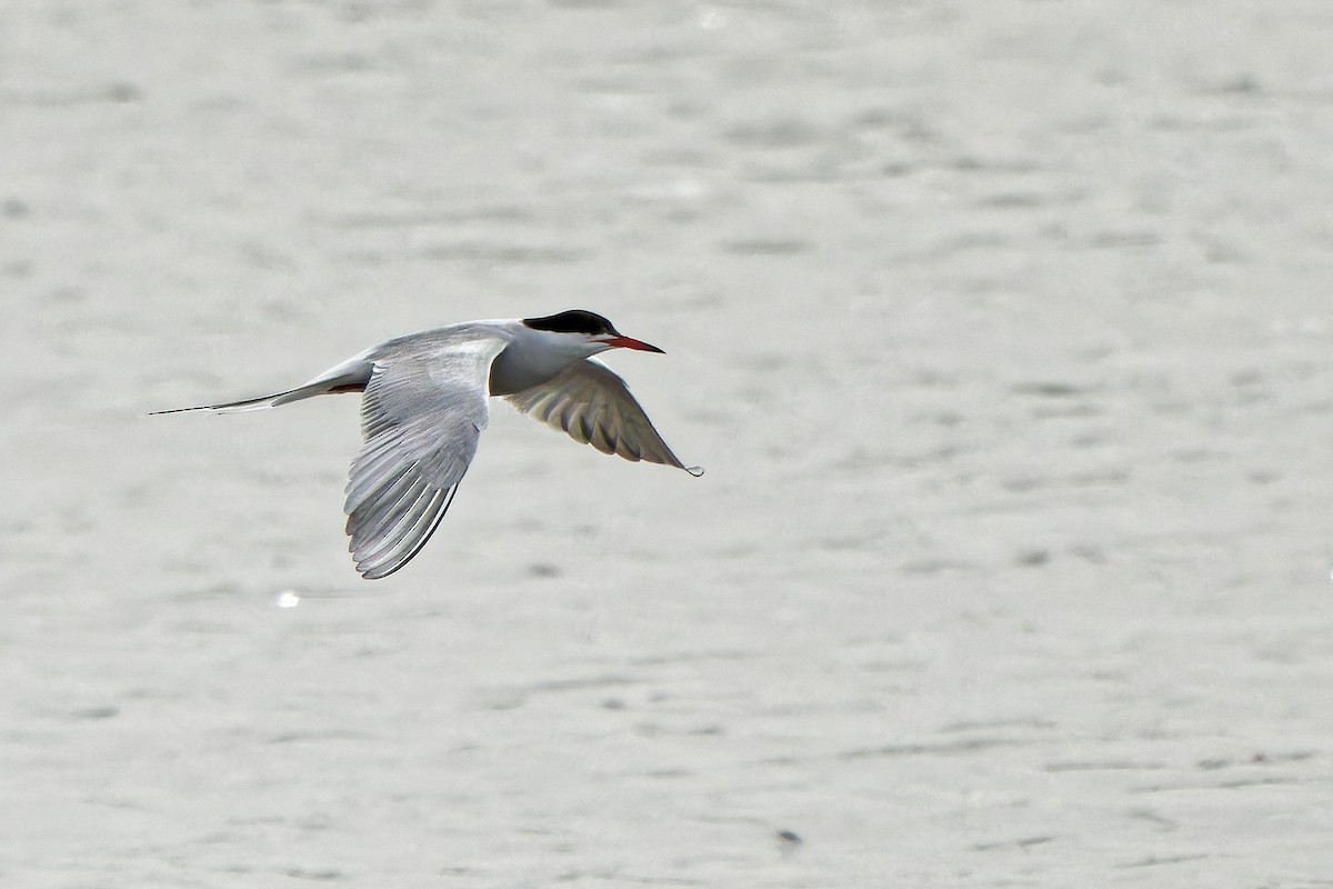 Common Tern - ML619339898