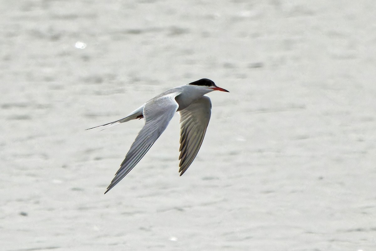 Common Tern - ML619339899