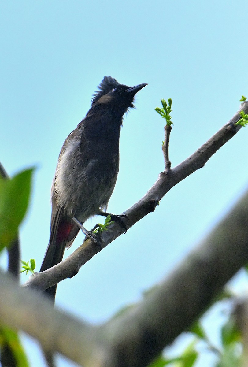Red-vented Bulbul - ML619339921