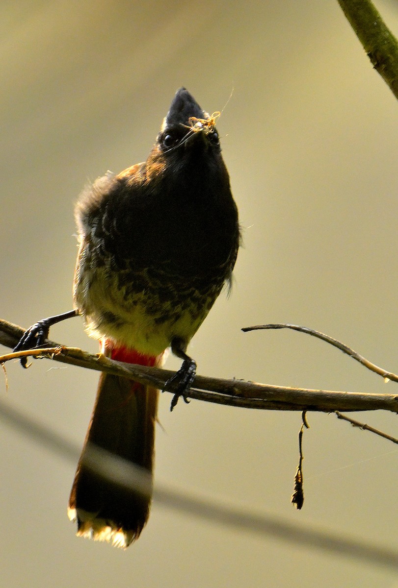Red-vented Bulbul - ML619339922