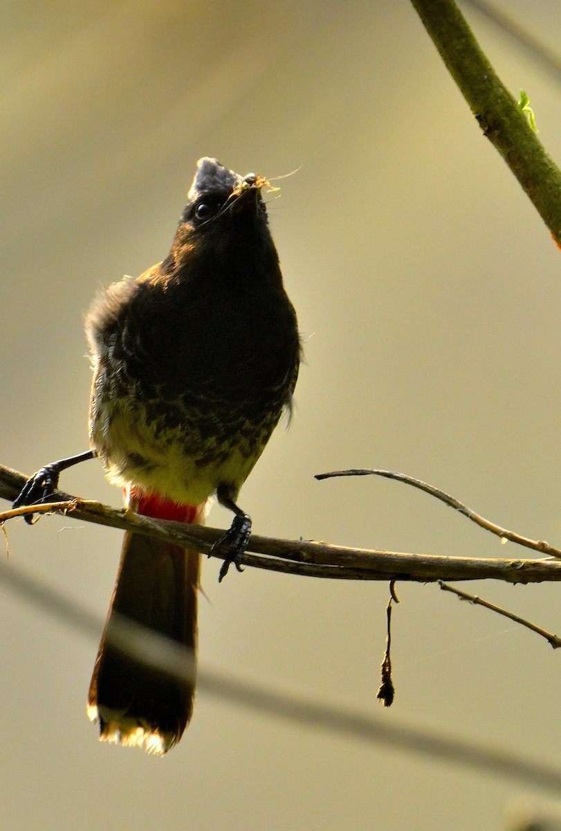 Red-vented Bulbul - ML619339923