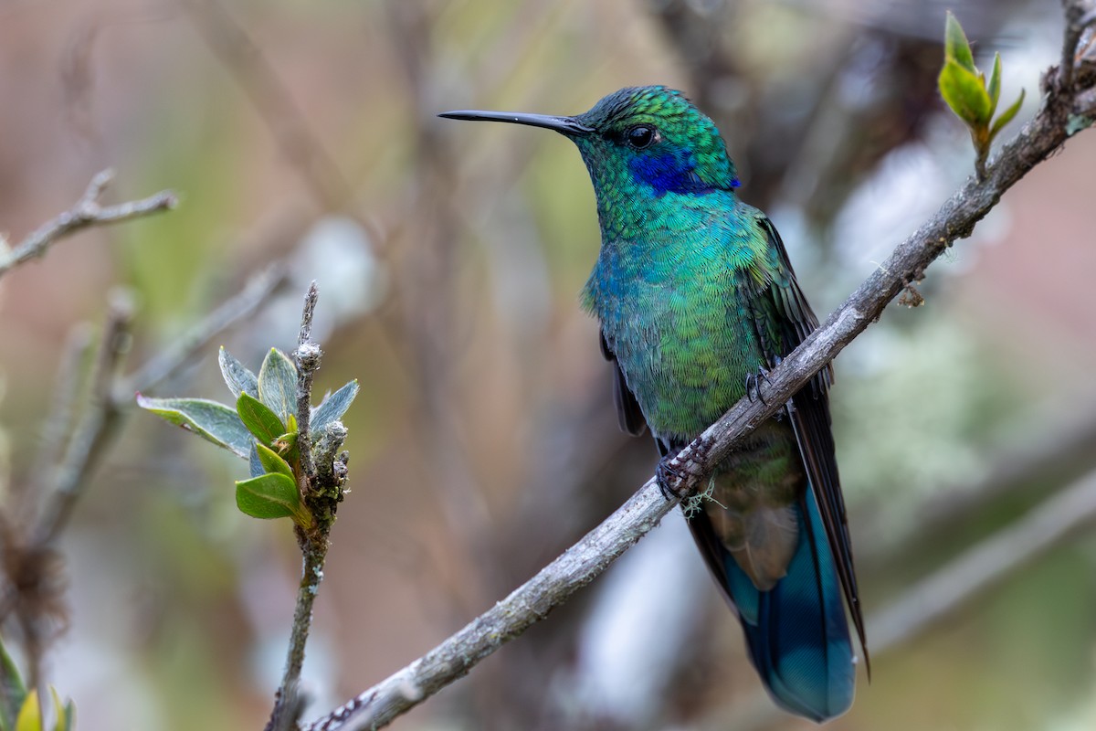 kolibřík modrouchý - ML619339939