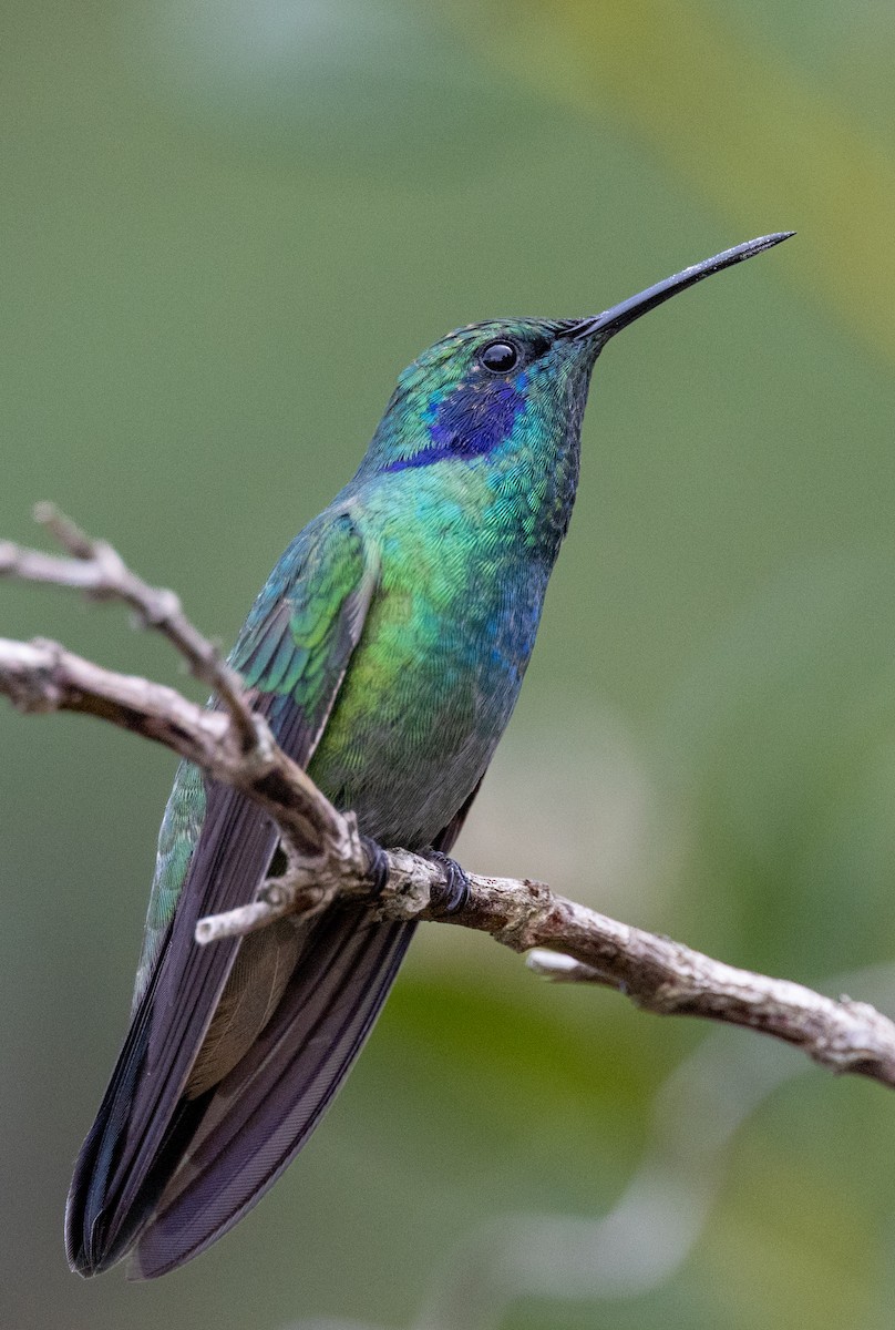 kolibřík modrouchý - ML619339940