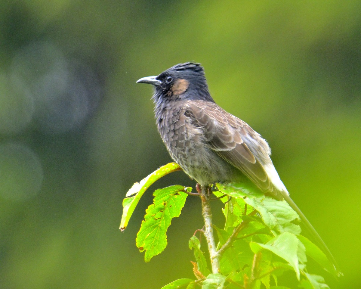 Red-vented Bulbul - ML619339983