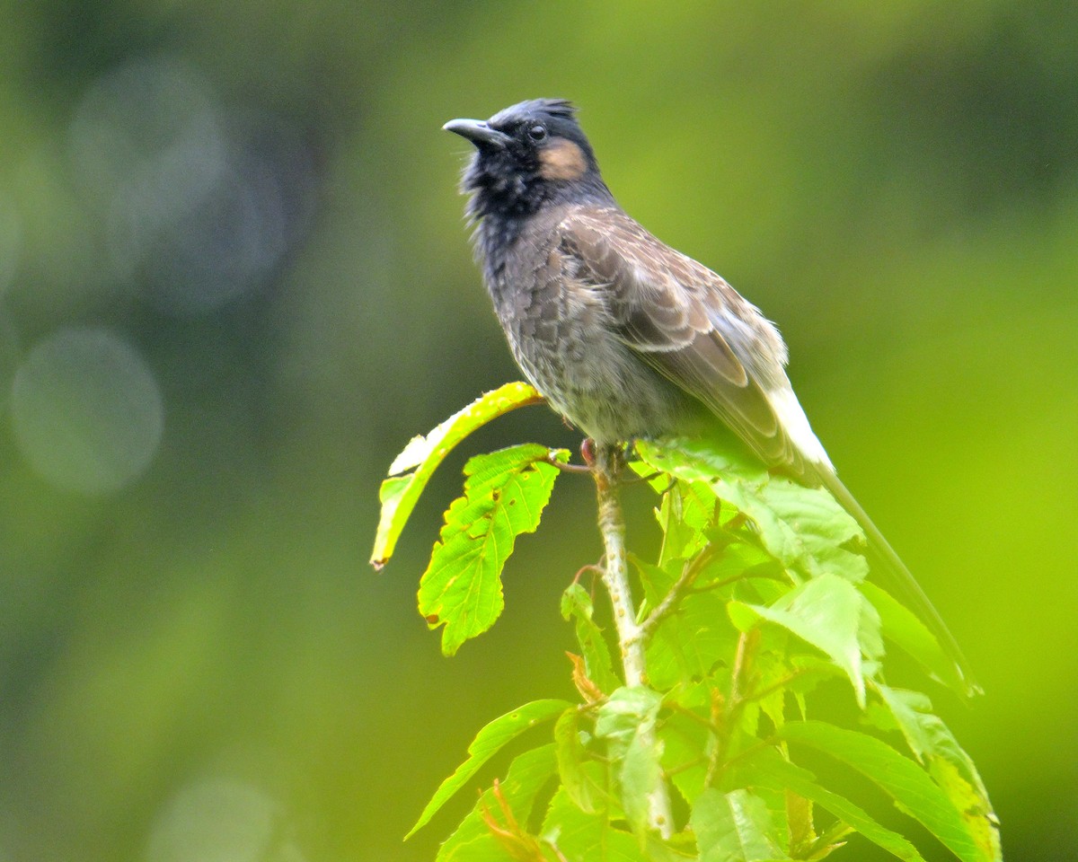 Red-vented Bulbul - ML619339984