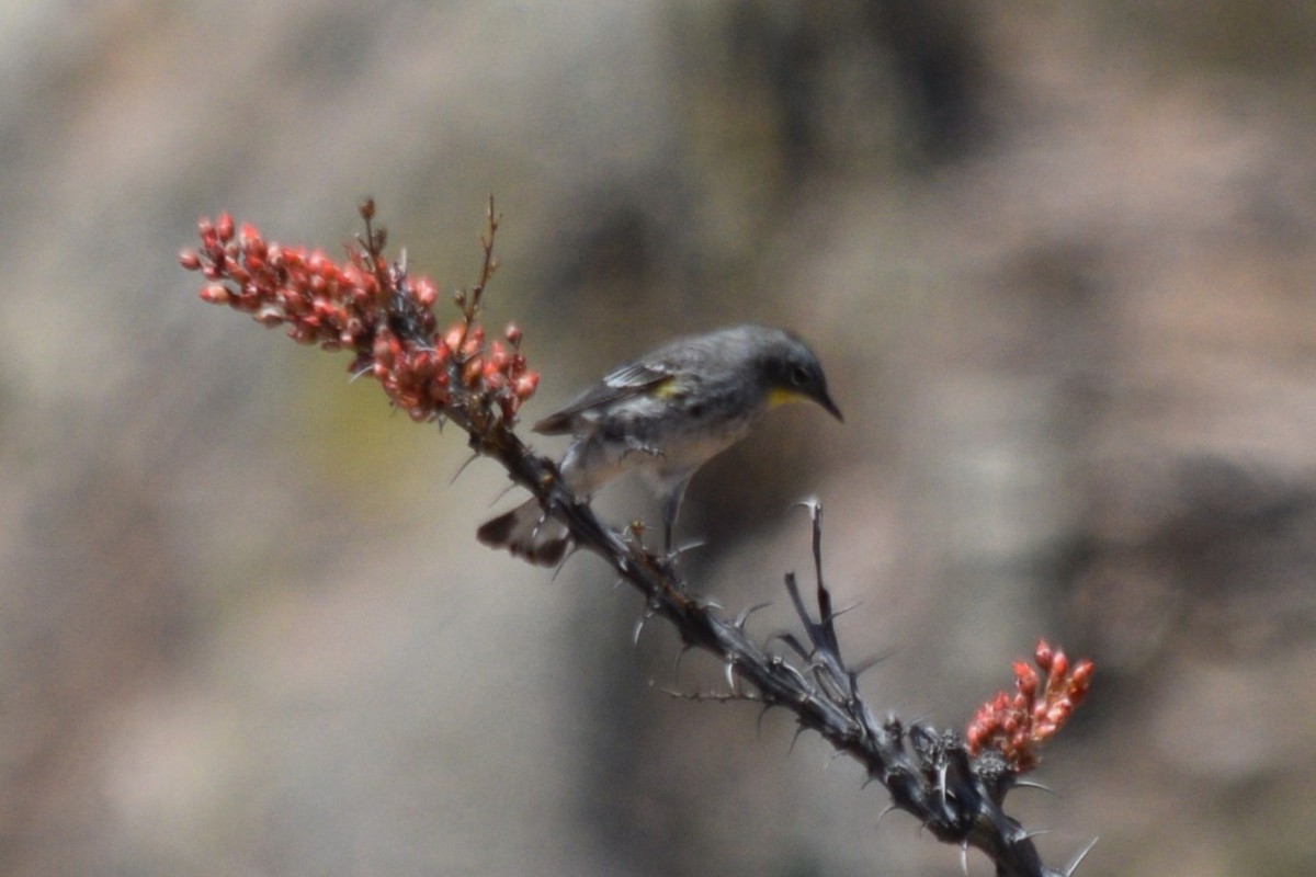 Yellow-rumped Warbler (Audubon's) - ML619339989