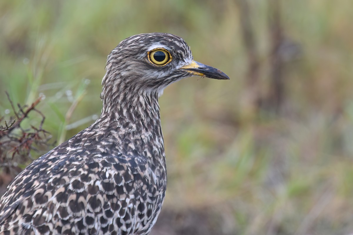 Spotted Thick-knee - ML619340024