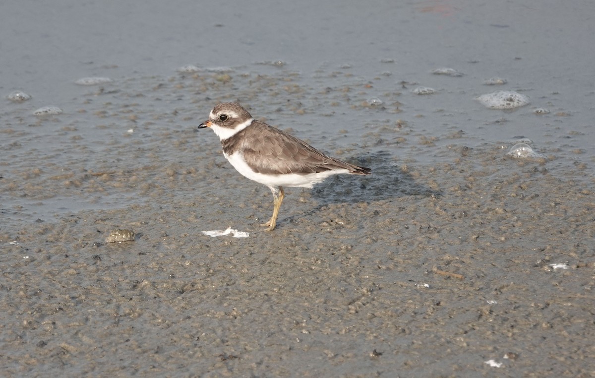 Semipalmated Plover - ML619340031