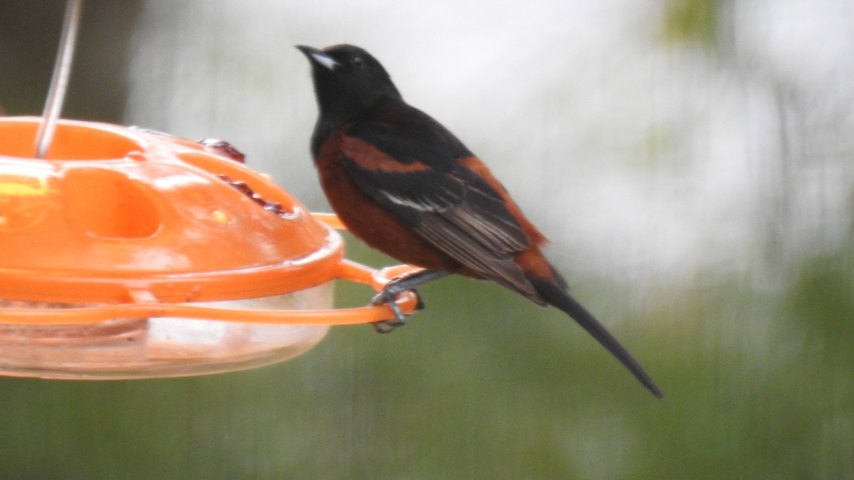 Orchard Oriole - ML619340093