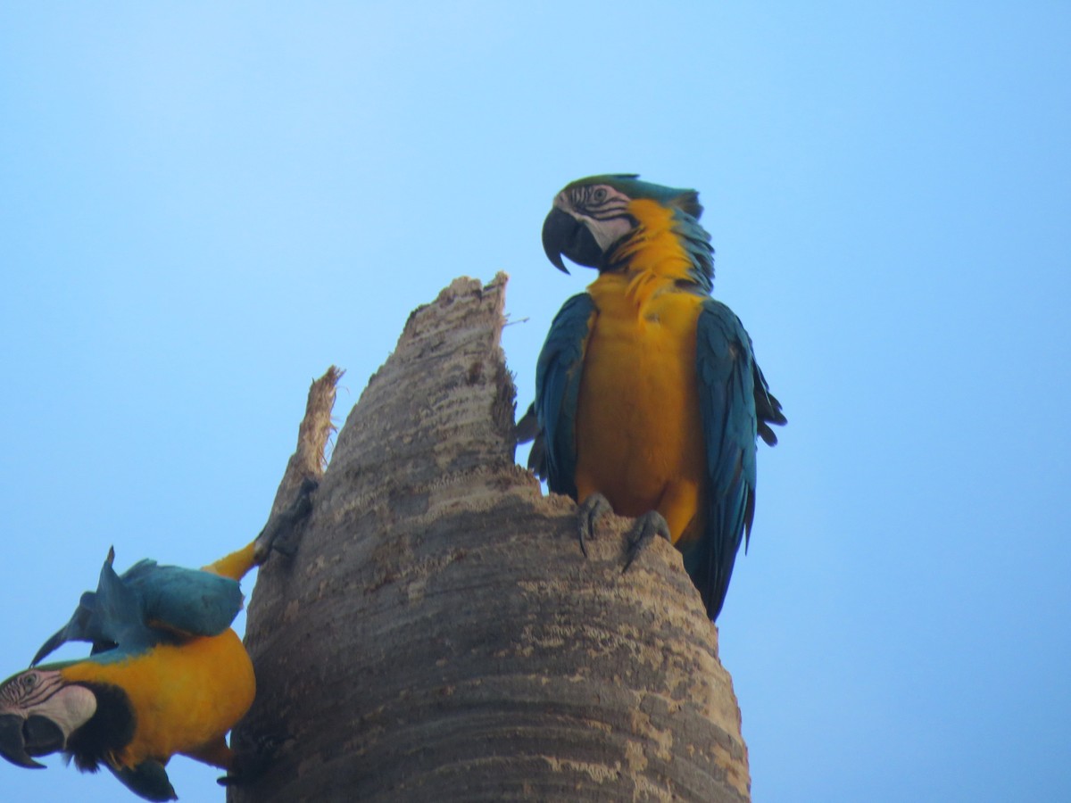 Blue-and-yellow Macaw - ML619340115