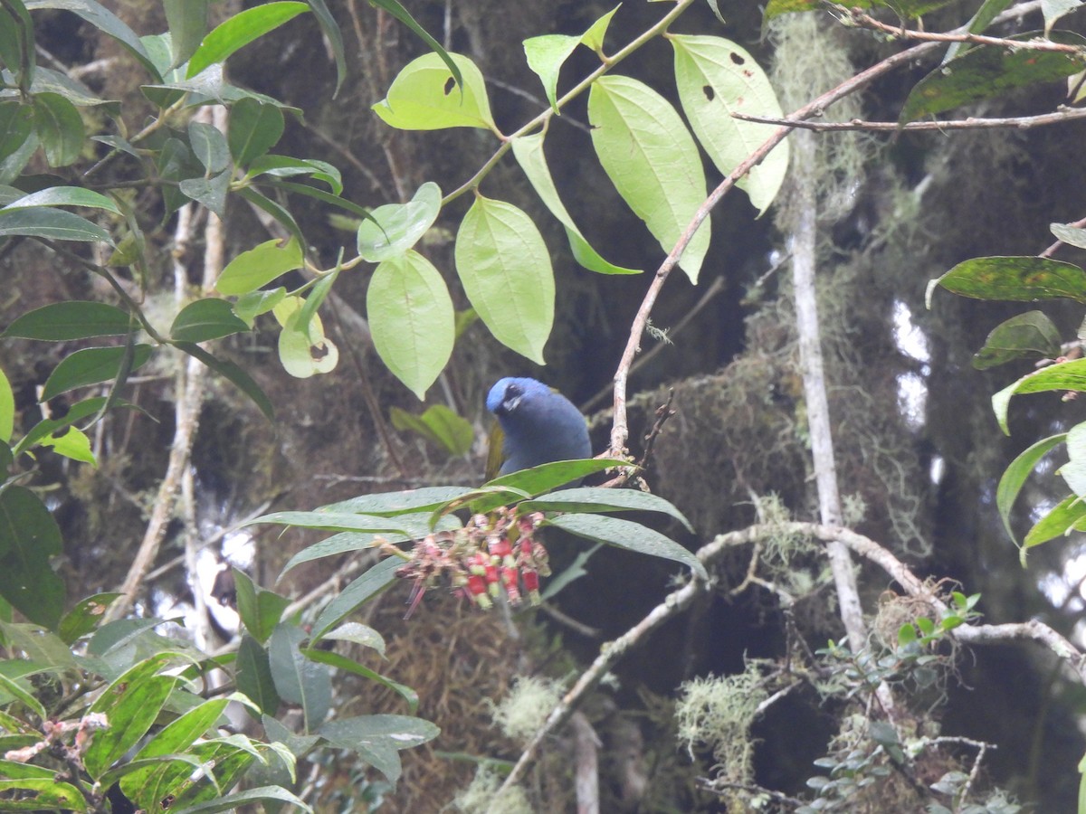 Blue-capped Tanager - ML619340130