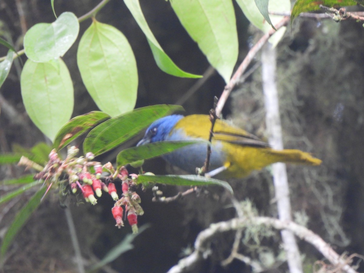 Blue-capped Tanager - ML619340131