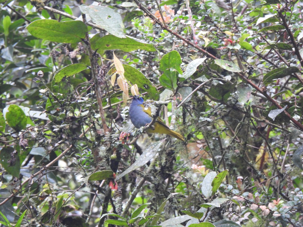 Blue-capped Tanager - ML619340132